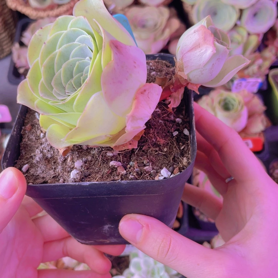 单品一物一拍283号