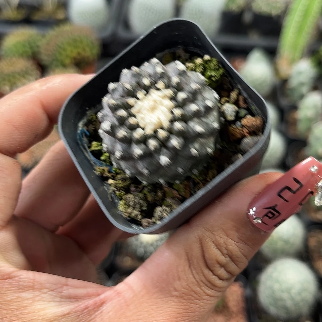 墨蝶单头发货单头发货