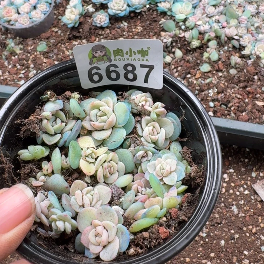 泡***x多肉植物多肉植物