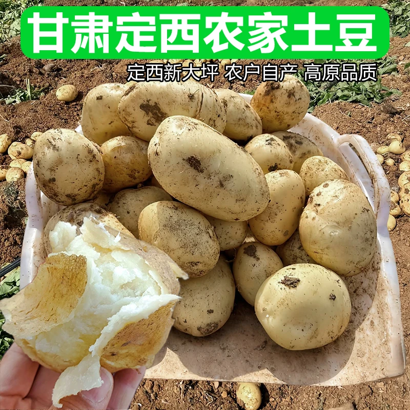 甘肃定西高海拔新大坪5斤起土豆糯沙口感来自旱沙地的美味土豆