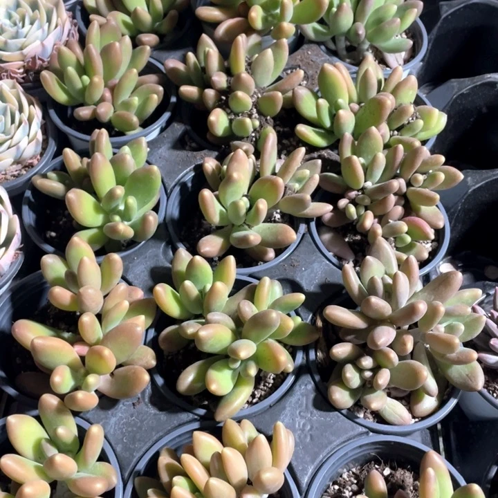 芒果奶15.8一盆888888888