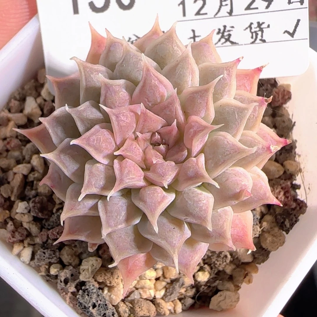 多肉1229-150榴财榴财