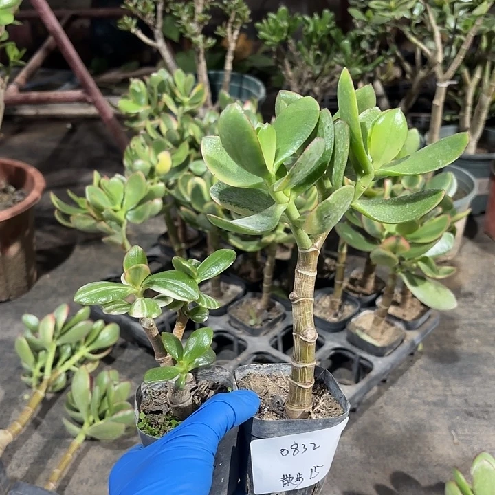 雪***步当前无花栽培后可以开花白锦 新花月锦15