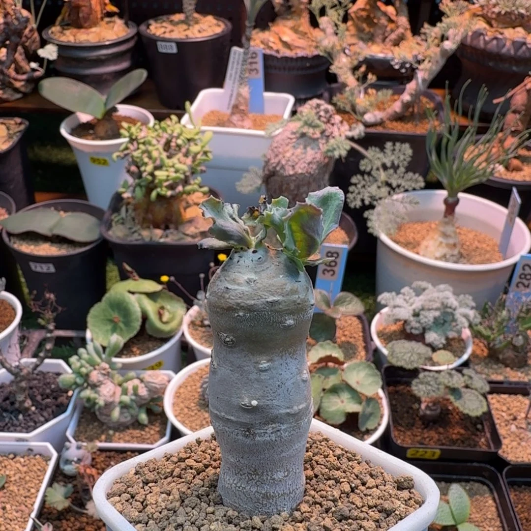 雪鹿厚墩菊536 仙人掌