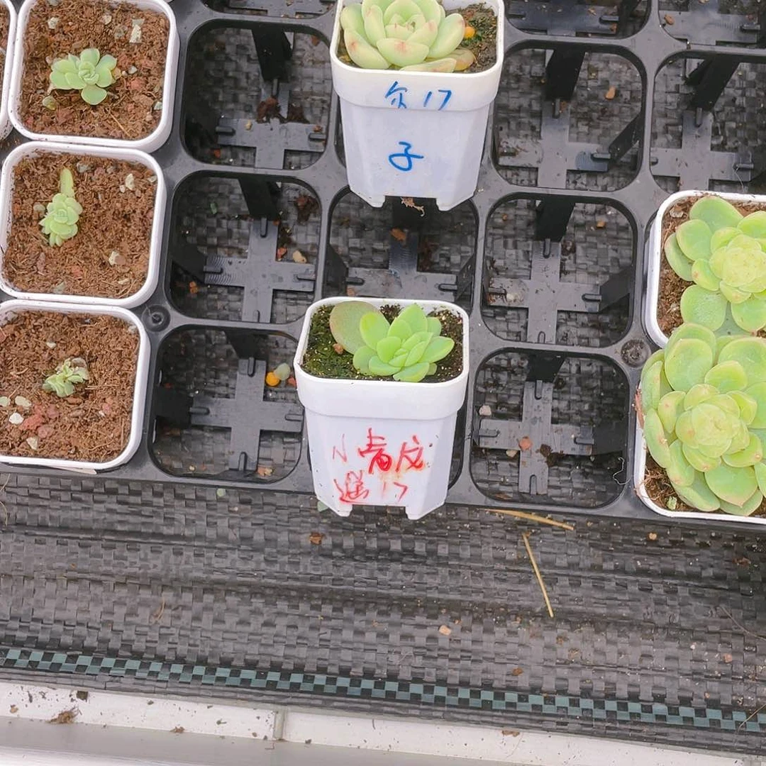 烟小青龙三头苗一个满25包邮