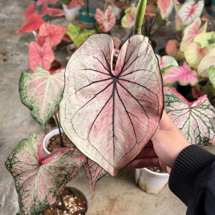 困****不开花植物A721不包种球大小不包叶损