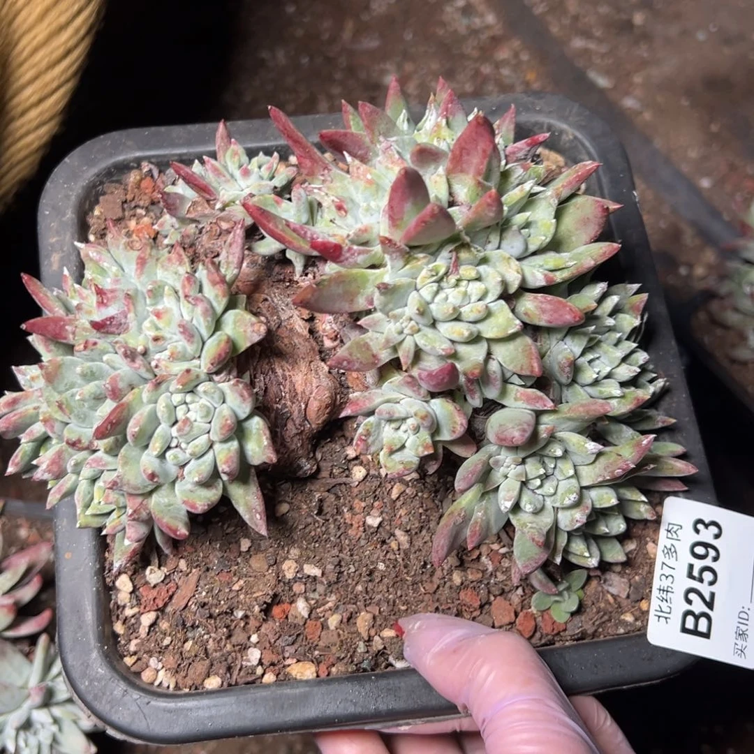 2593瑕疵白姆哈哈哈哈哈哈哈哈