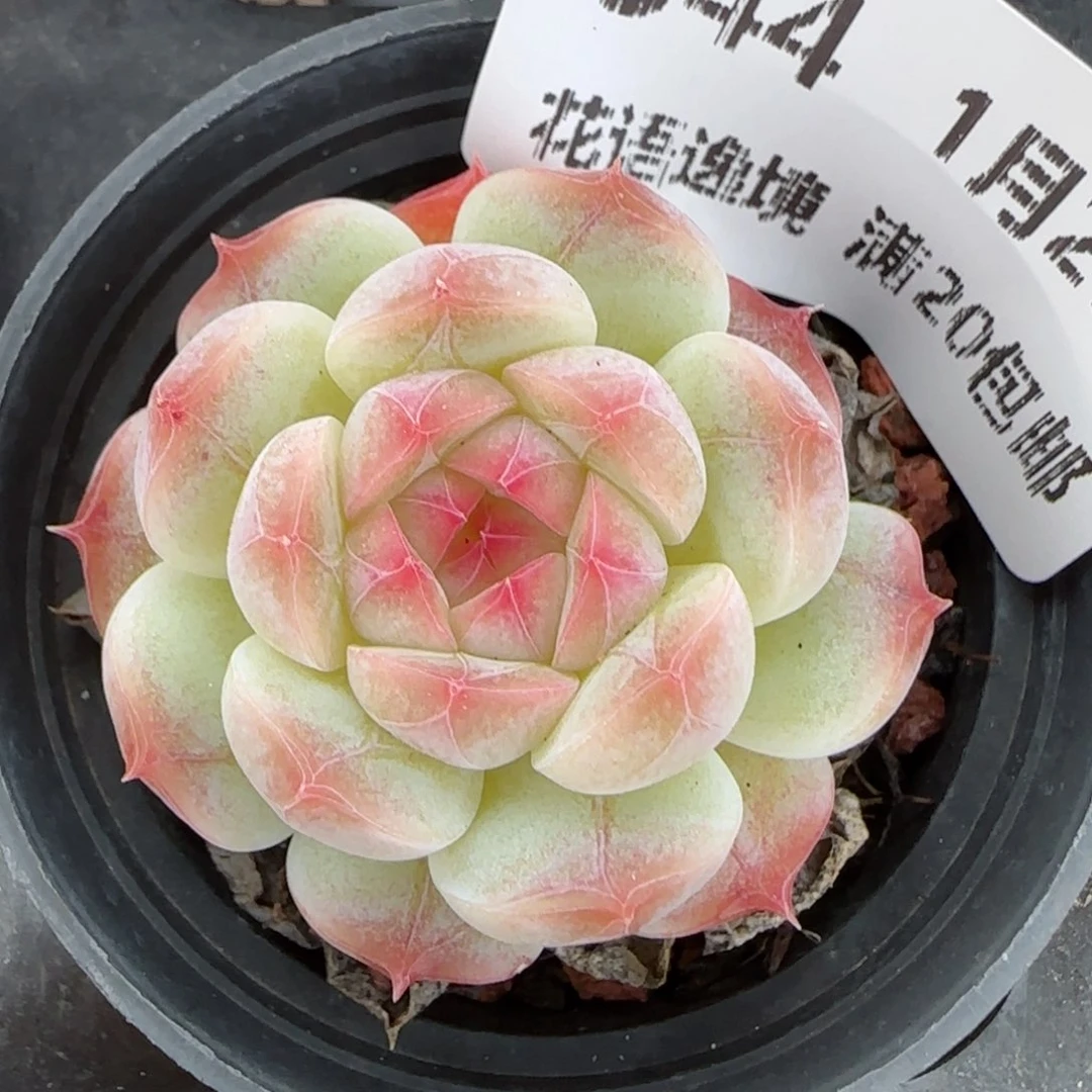 花语逸镜0129-344