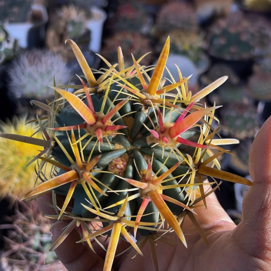 精品（金稚玉杂交）来漏