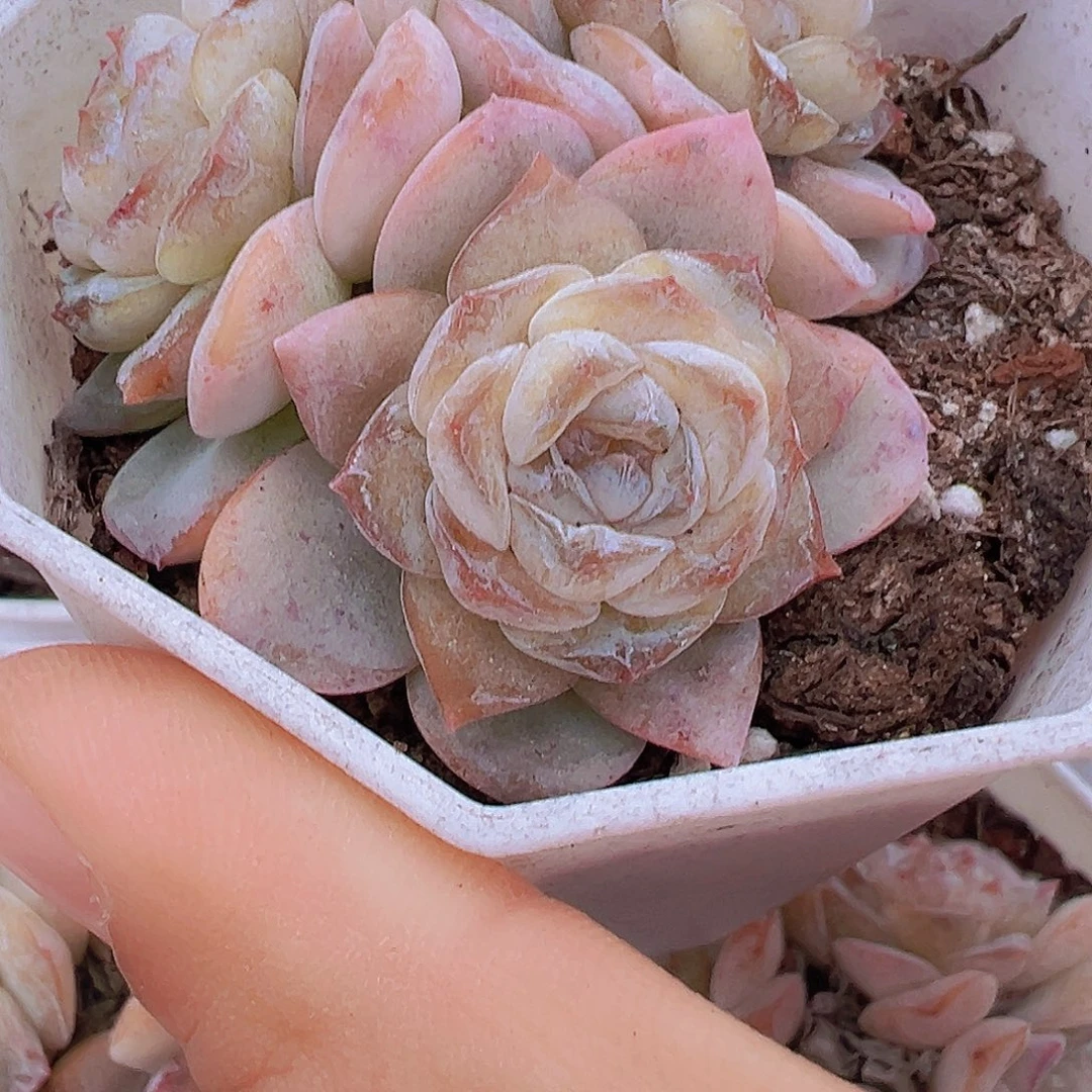 方糖群19包邮多肉