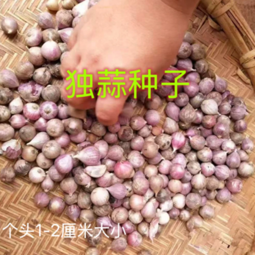 可吃可种紫皮独头蒜种子农历8月底下种发芽2厘米以下珍珠