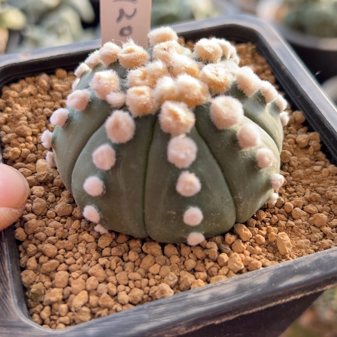 无花朵720实生高绒连心琉璃5.8cm