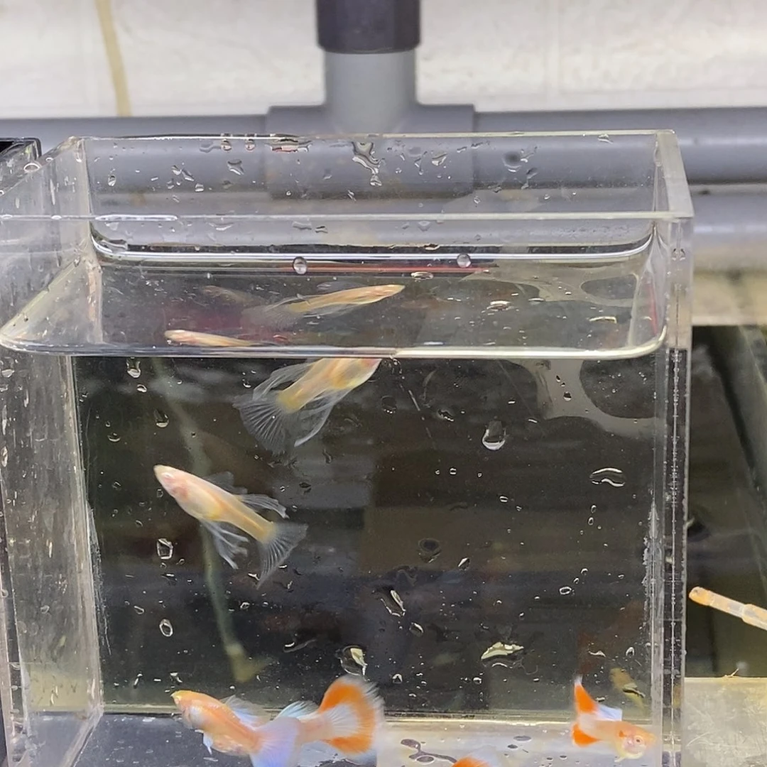 孔雀鱼蓝白6条一缸