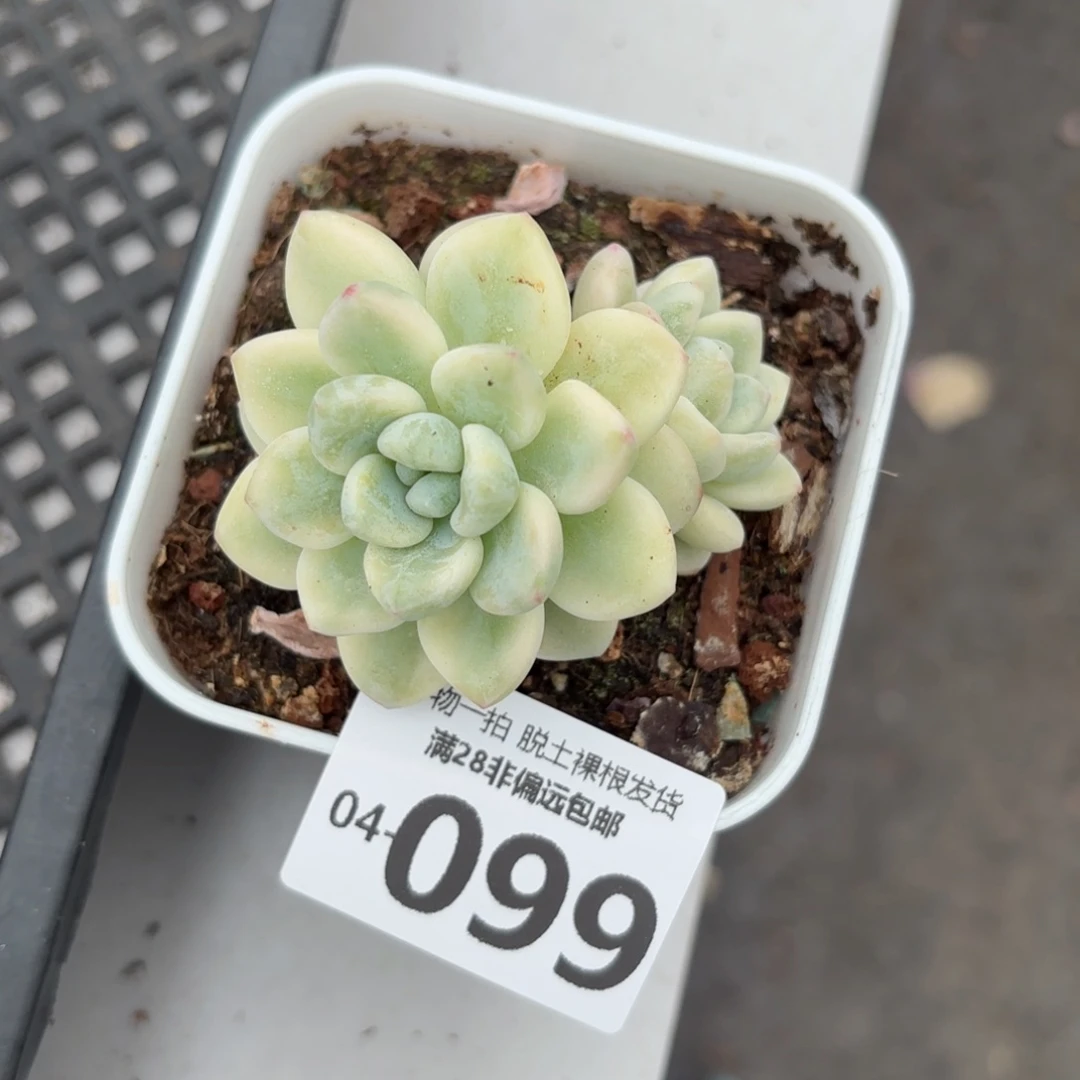 劳尔锦多肉多肉多肉