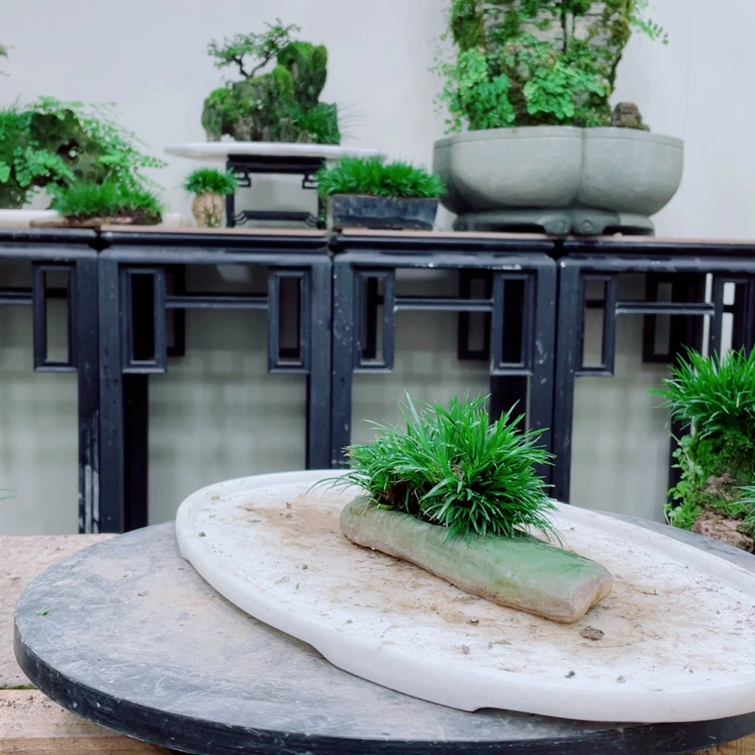 无铅玻璃豫**茶铁线蕨的一个分支