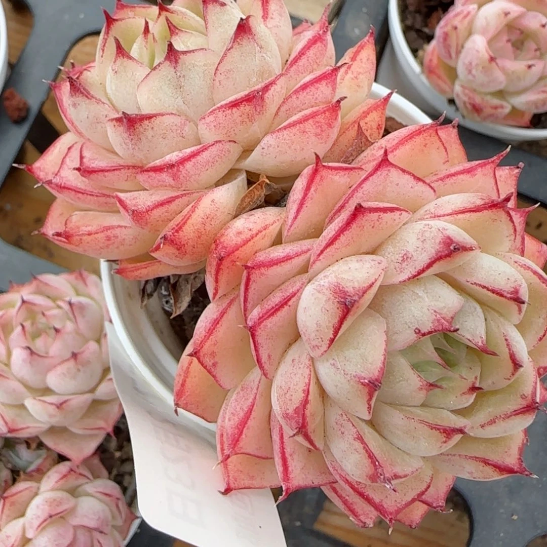 来***i花语逸境0223-157