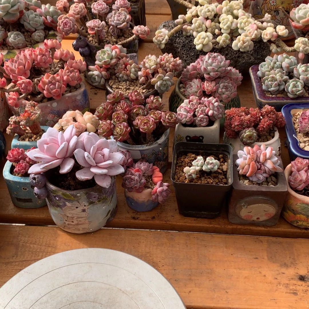 小****鱼子酱补差价一物一拍