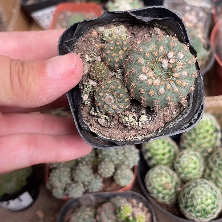 902仙人球开花植物