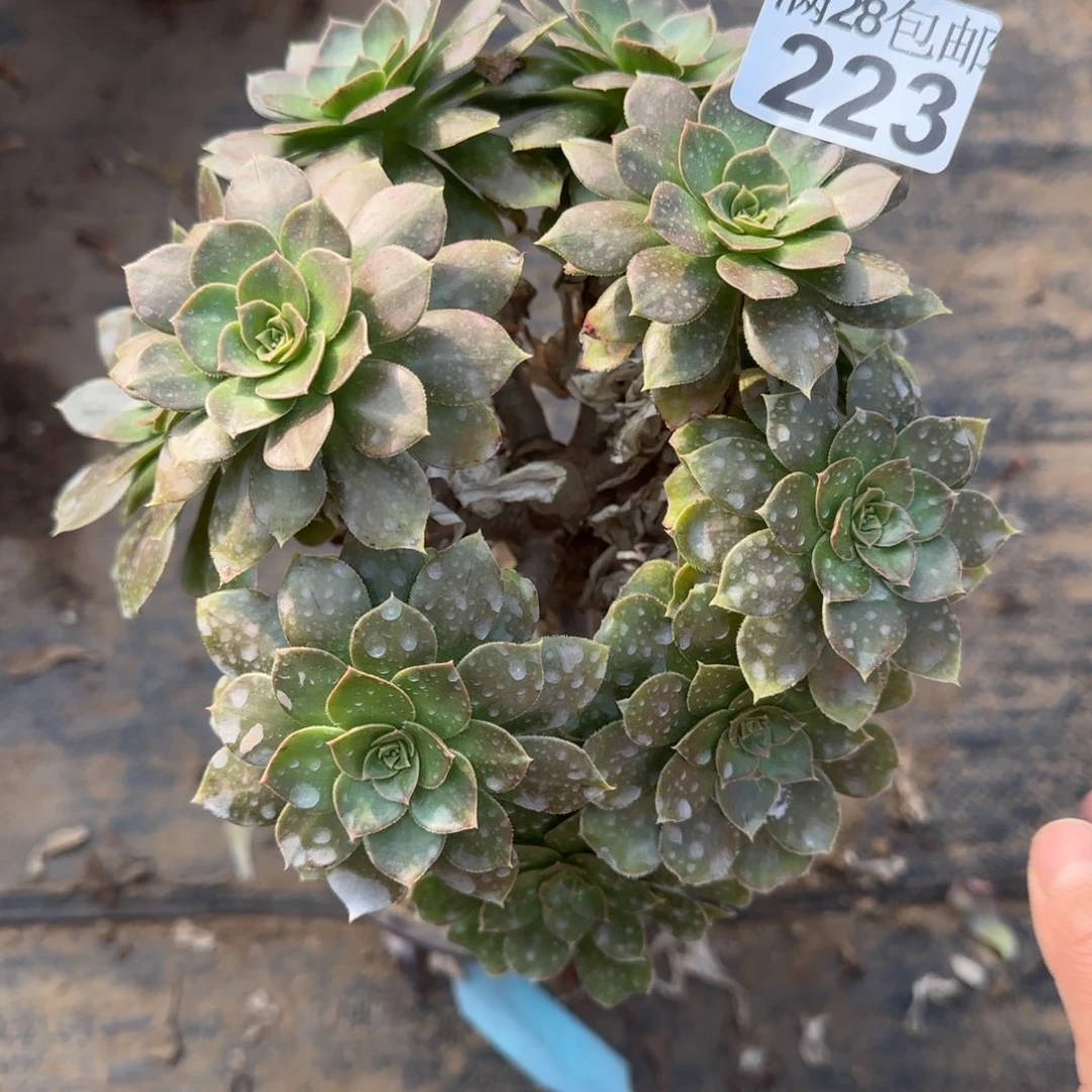 金缕多肉223满28包邮断枝不包