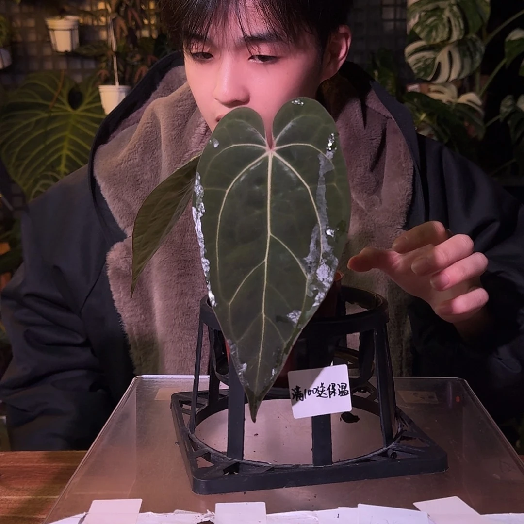 不开花植物G182黑桃卡拉