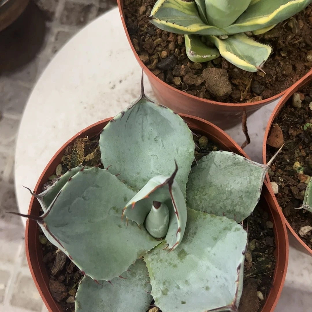 福克斯优选龙舌兰