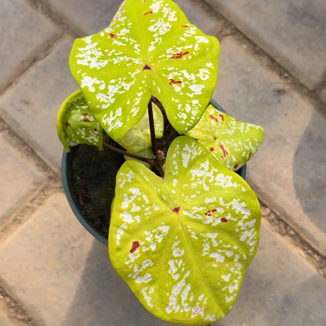 金银泰国 99-1101