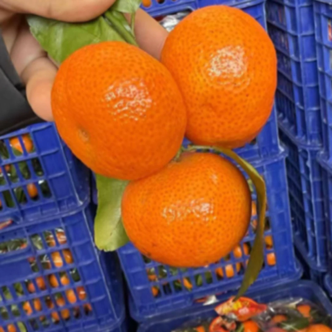 一级广西砂糖橘