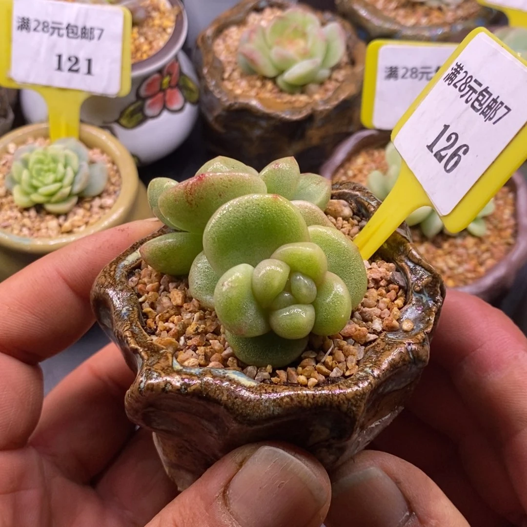 7126丸叶冰玉石化双