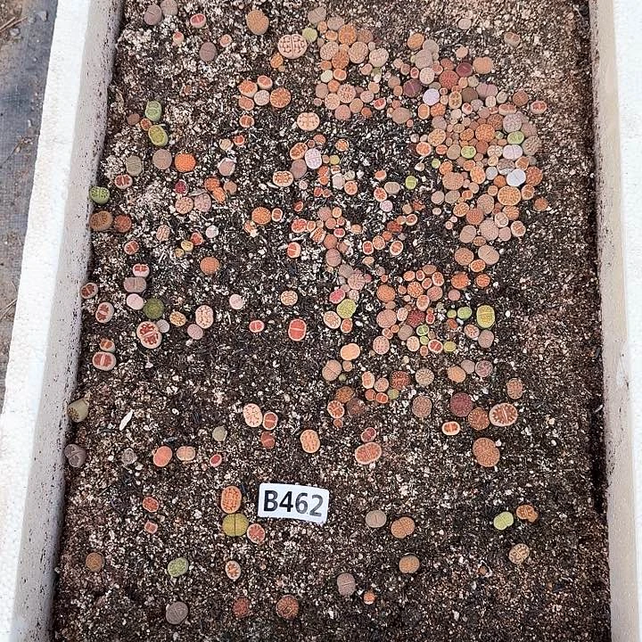 生462石花整箱脱土发货