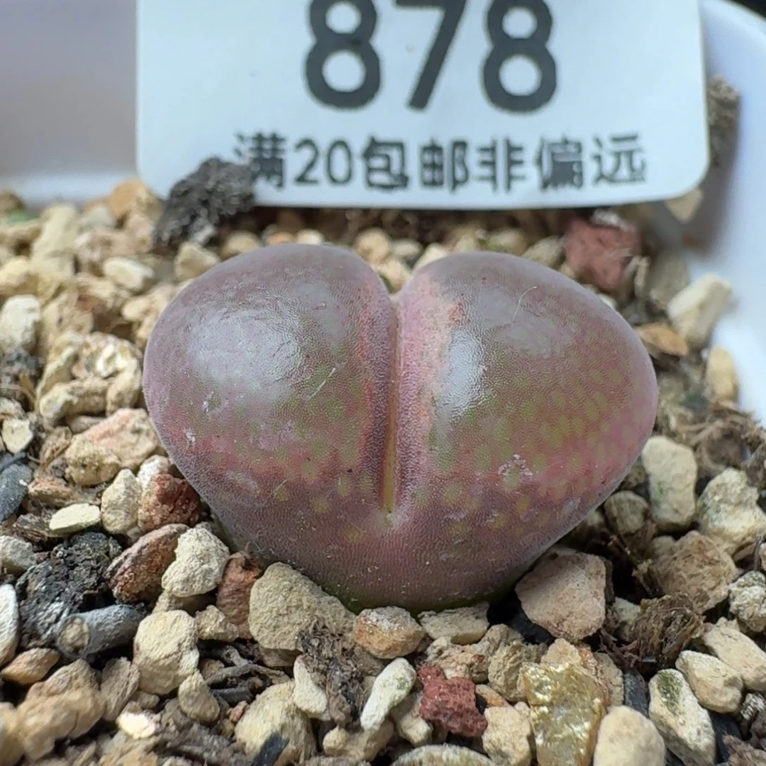 1804.5C10同属。  带盆土。 发货。