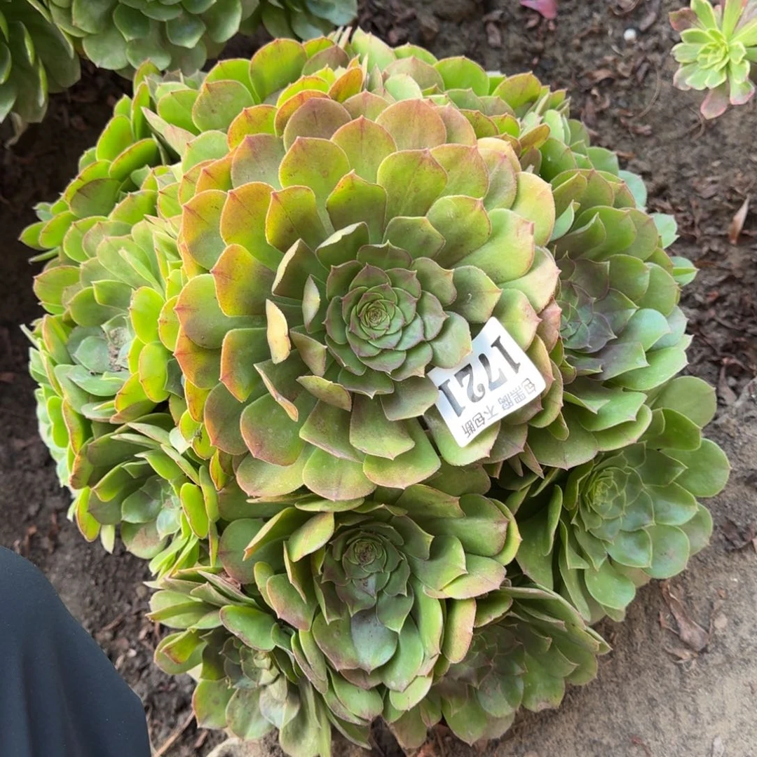 法师万圣节 1721 18-9