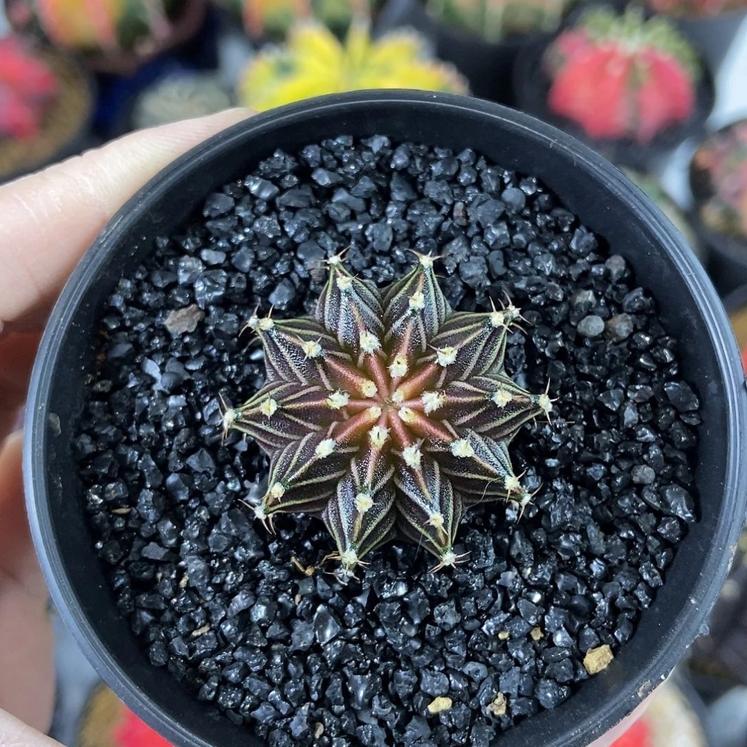 白纹异色美纹圆臀