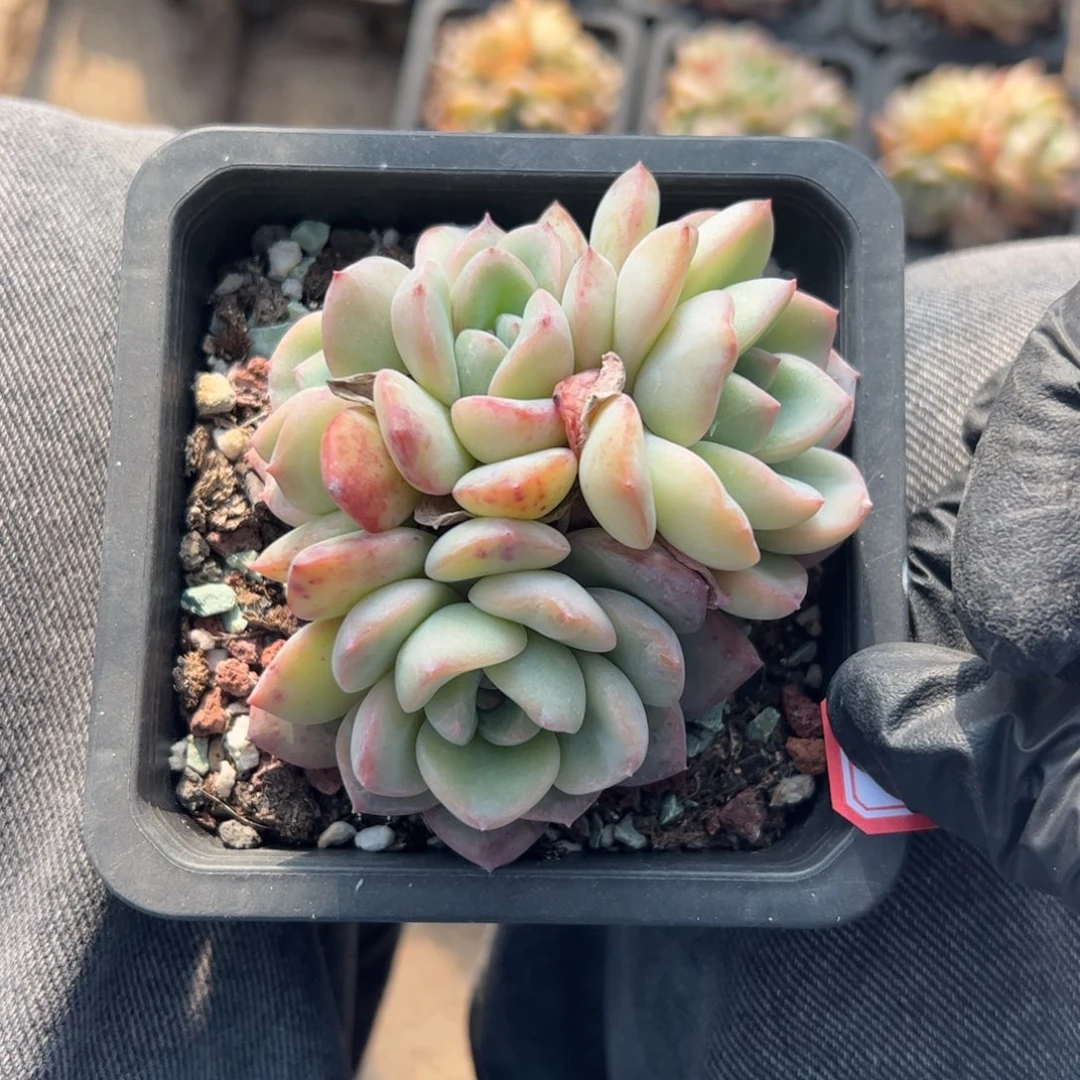 多的植物多肉植物百科