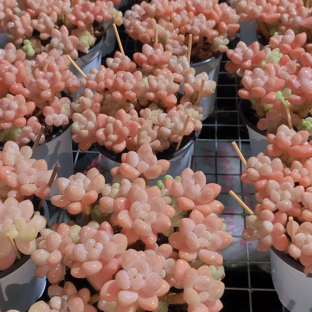 老庄鱼子酱245677889900