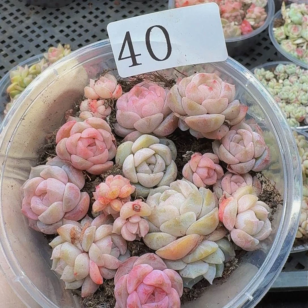 多肉植物多肉植物40