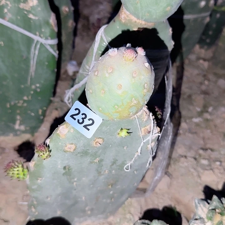 梦*缘超巨型龙蛋习志野232