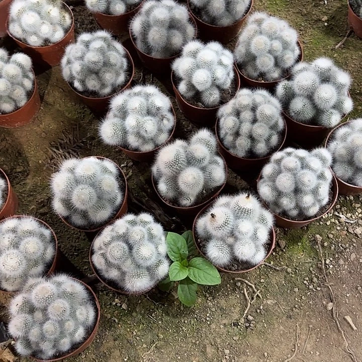 白小丁 随机一棵。