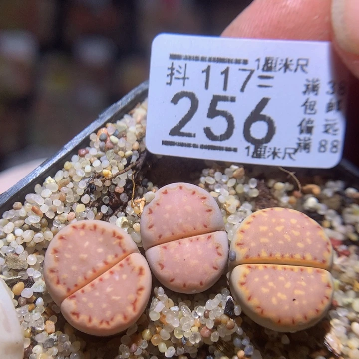 精品生石花117.256