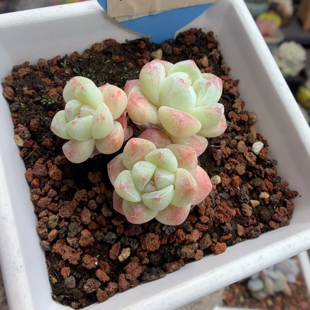 41奶油冰玉多肉植物