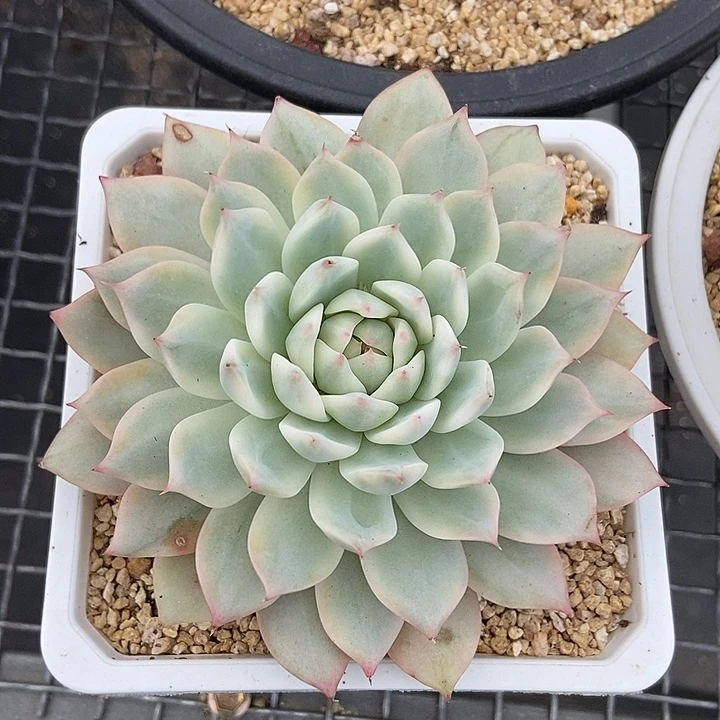 蒂比锦多肉植物的