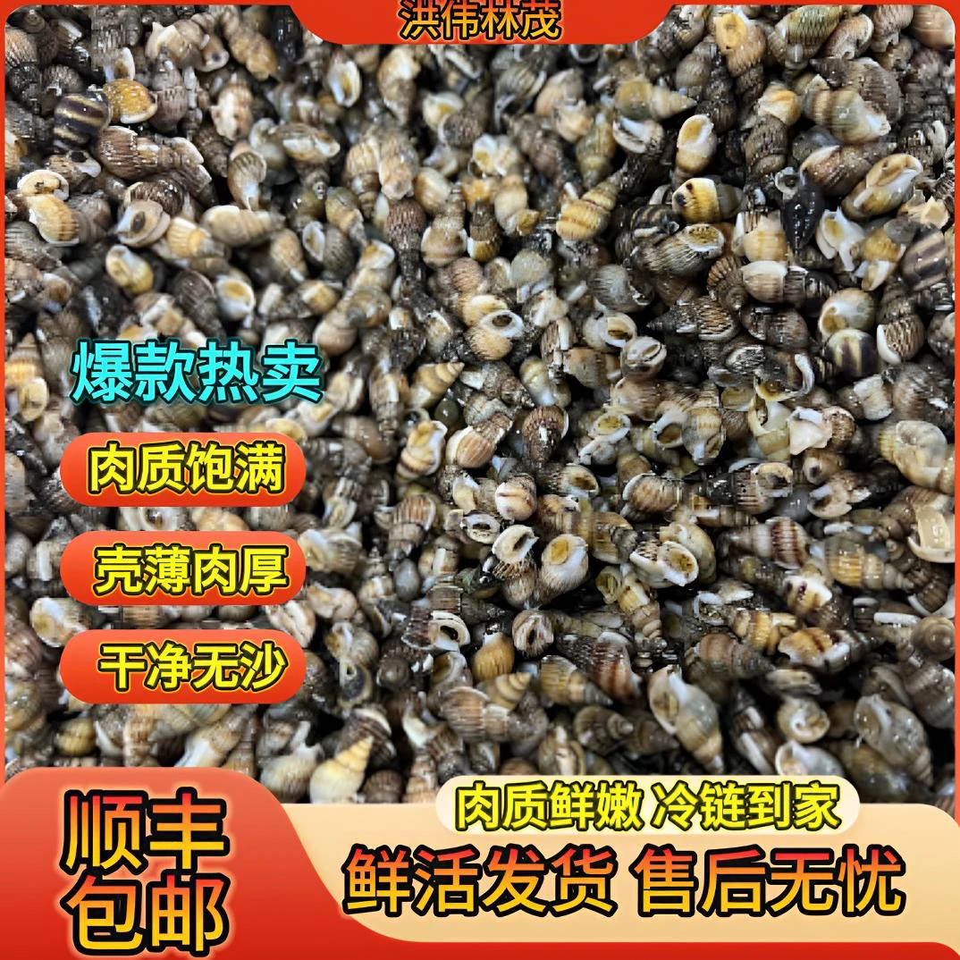 【特价大号】鲜活海锥锥瓜子螺【450粒左右/斤】嫌小介意勿拍