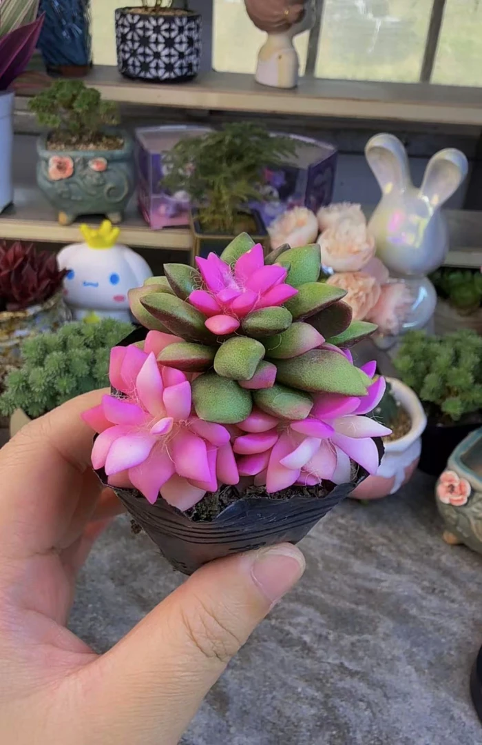 （凑满15发）卡日松吹雪之松锦多肉盆栽 4CM育苗盘发货