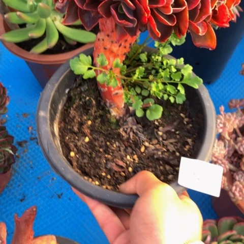 启****g1135红酒杯多肉