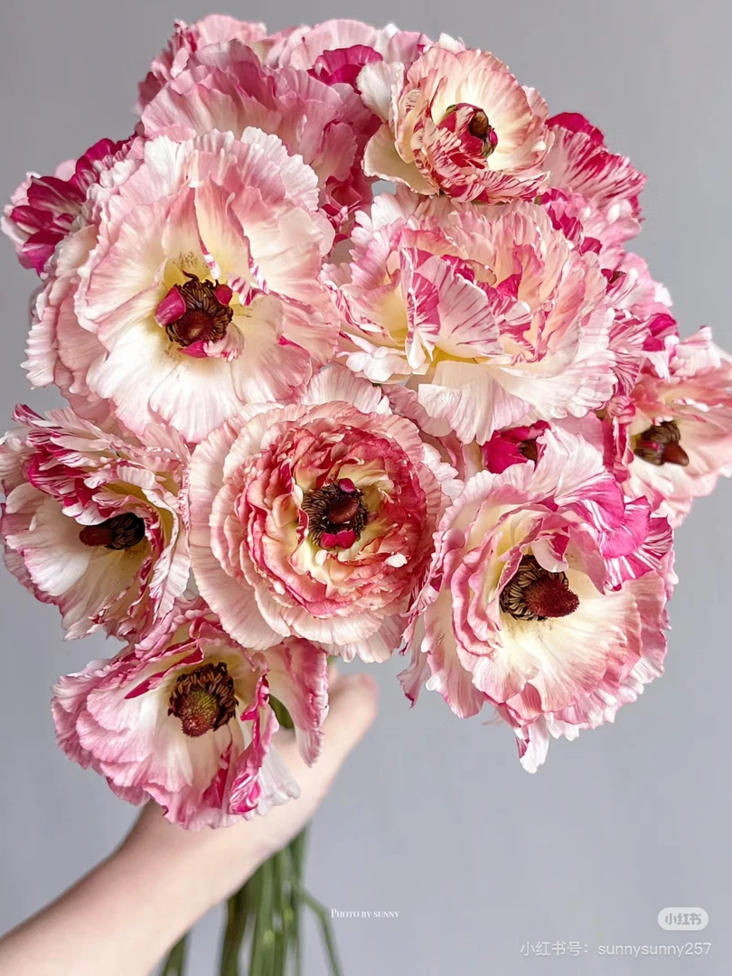 凯撒洋牡丹8-10！三件顺丰空运20%不售后