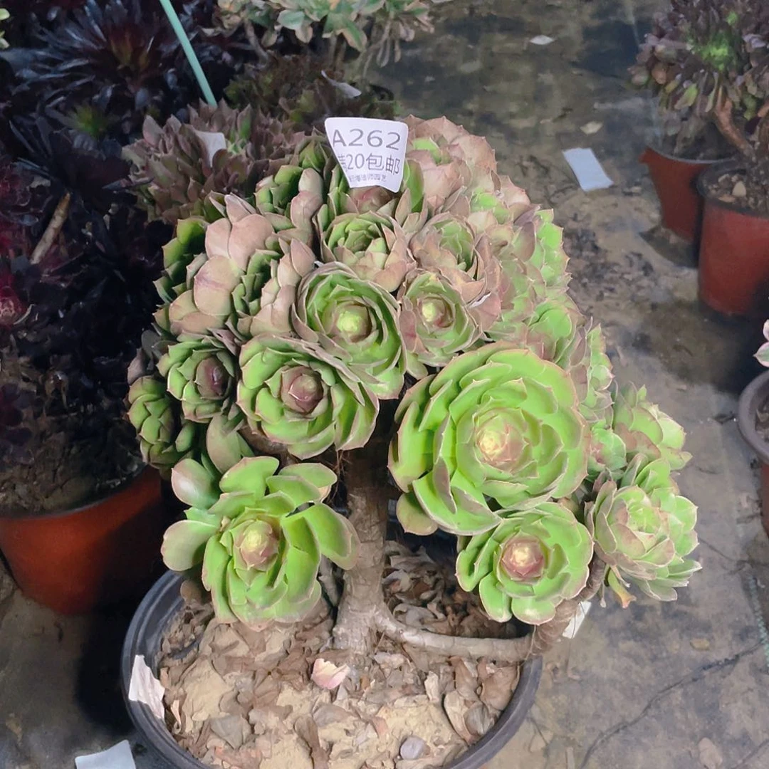 262沙拉碗多肉法师