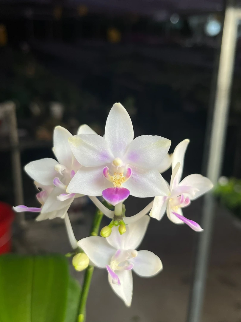 2.5寸 SWR 22EZ-开花株【叶微瑕】原生趣味 蝴蝶兰花