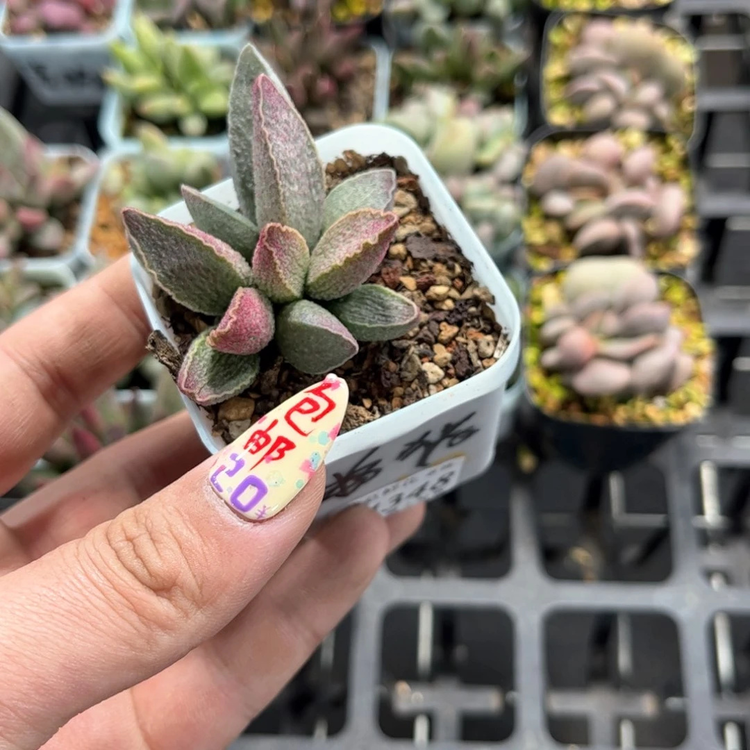 (****)24348一物一拍单头发货