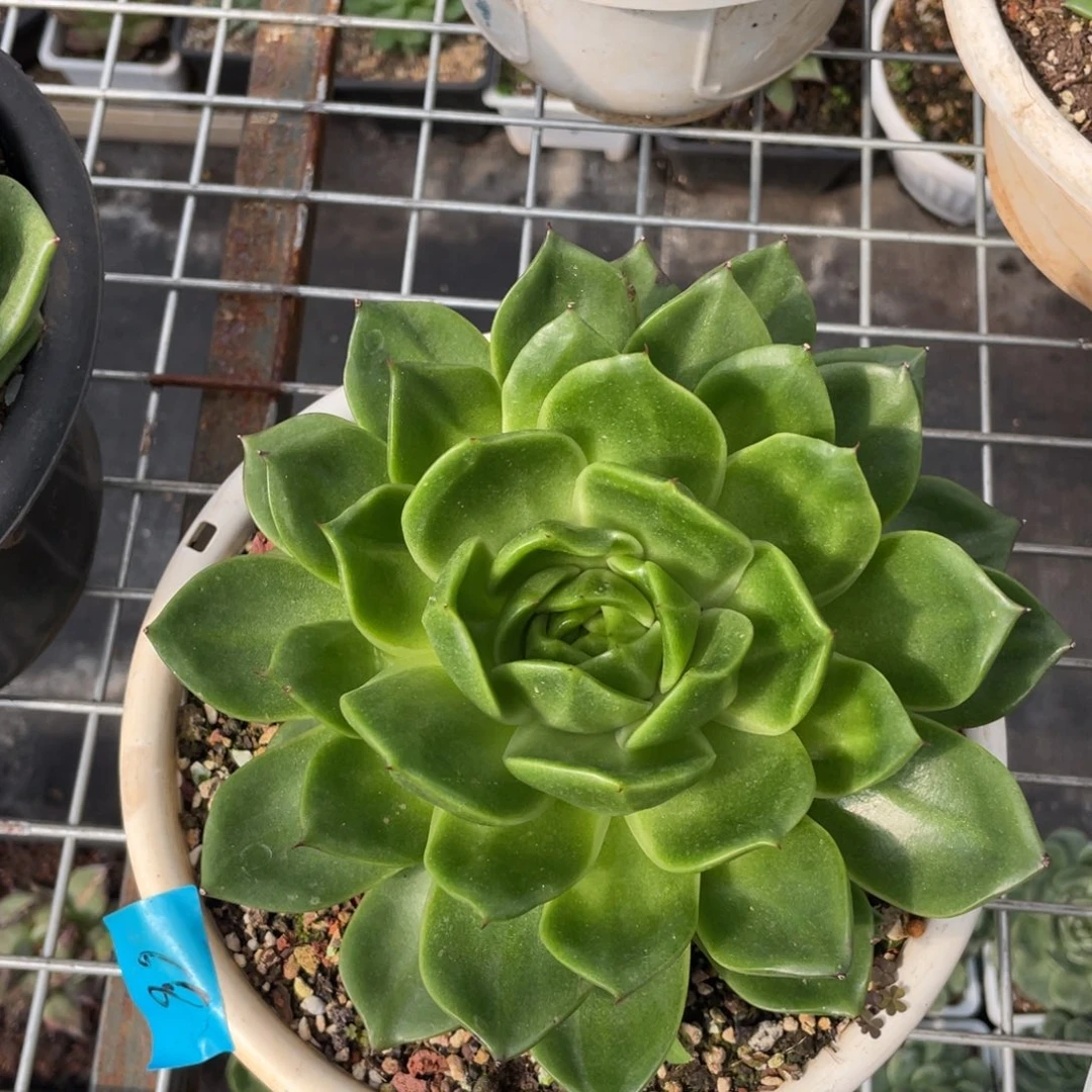 多肉植物多肉植物2718