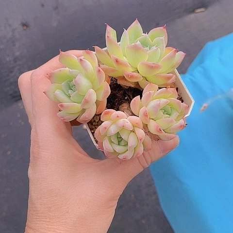 799多肉植物老桩