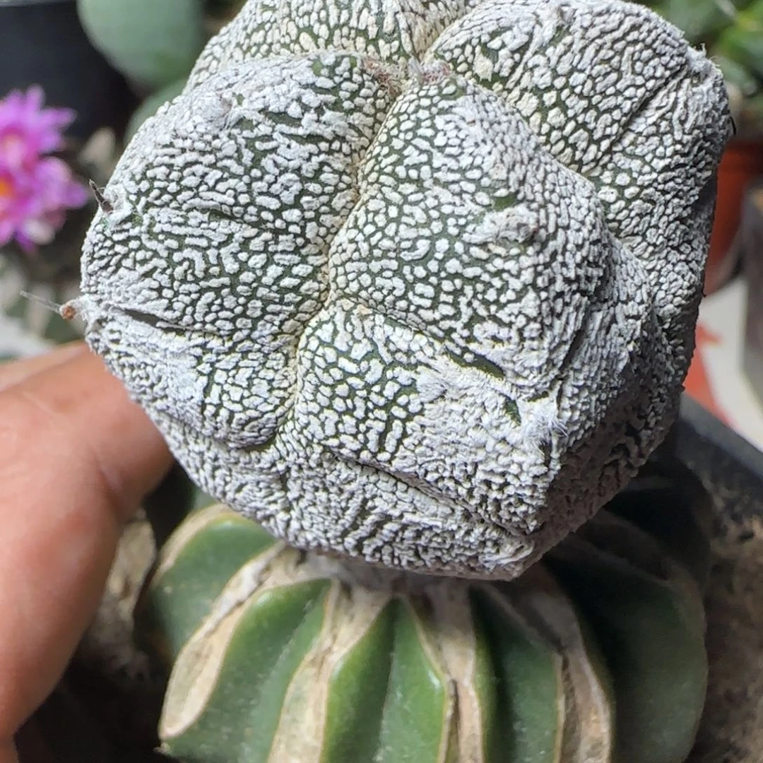 无花朵四棱龟甲v嗯中389